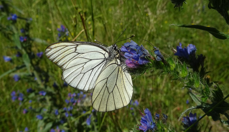 91 uova gialle : Aporia crataegi su..... Sambucus nigra